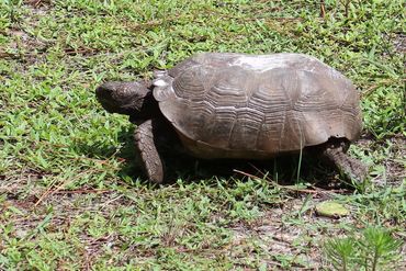 SW Florida Gopher Tortoise Photos - Naples Preserve, Naples, Florida
