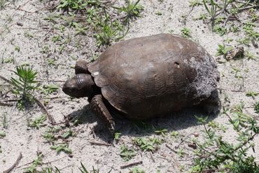 SW Florida Gopher Tortoise Photos - Naples Preserve, Naples, Florida