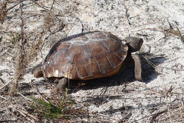 Gopher Tortoise Photo - Southwest Florida, Naples Preserve