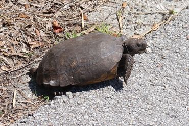 SW Florida Gopher Tortoise Photos - Rookery Bay Shell Island, Naples, Florida