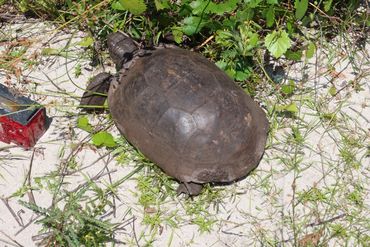 SW Florida Gopher Tortoise Photos - Rookery Bay Shell Island, Naples, Florida