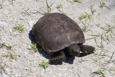 SW Florida Gopher Tortoise Photos - Rookery Bay Shell Island, Naples, Florida