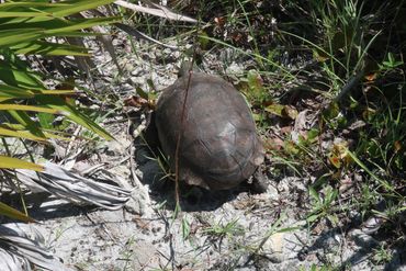 Gopher Tortoise Photos, Southwest Florida - Shell Island, Rookery Bay, Naples, Florida
