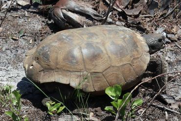 Southwest Florida Gopher Tortoise Photo