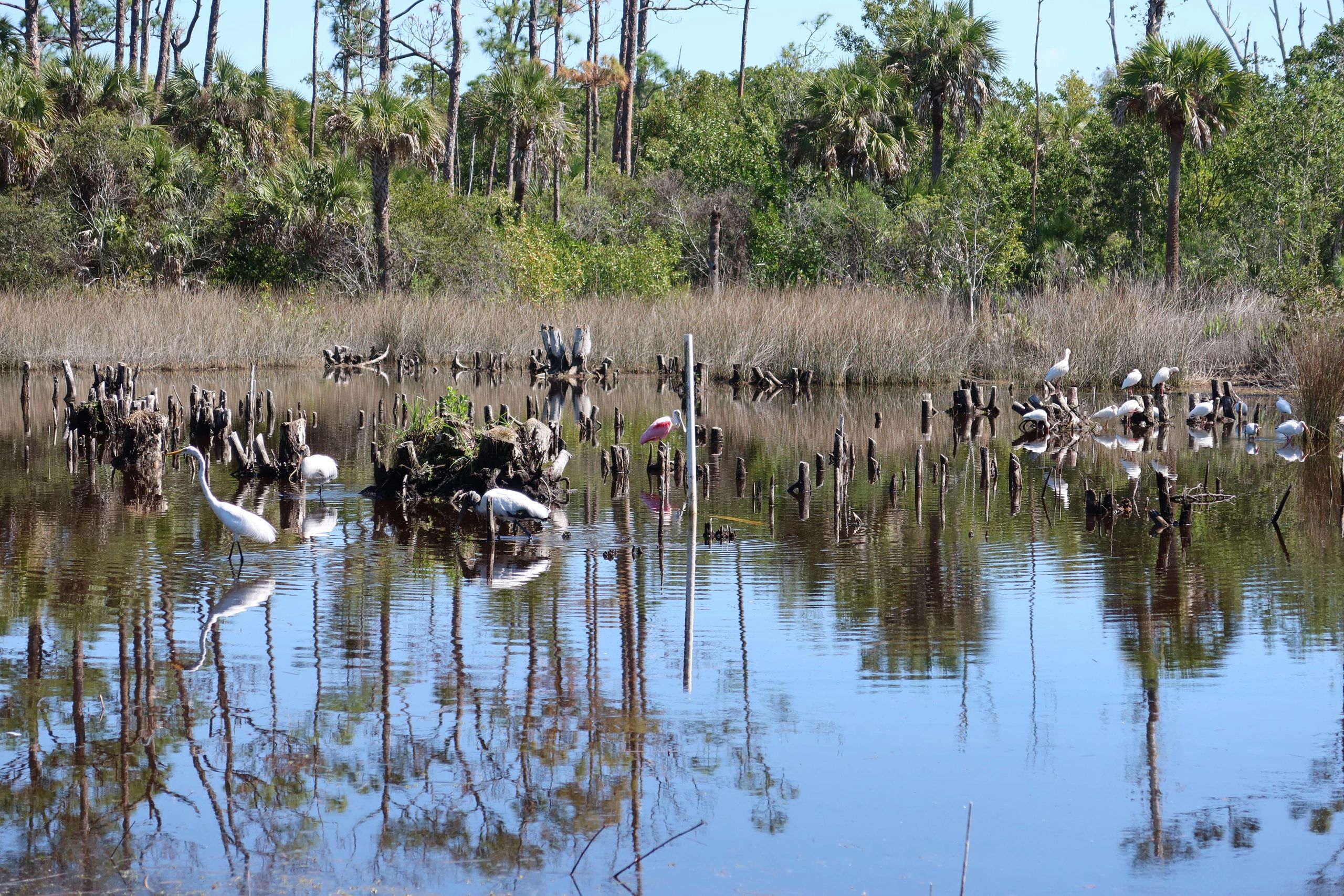 Photo - Roseate Spoonbill, Wood Storks, Ibis, Egret, Naples, Florida