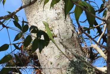 Southwest Florida Wildlife  Photos - Green Anole