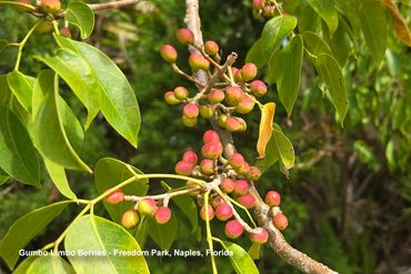Flora of Southwest Florida Photos - Gumbo Limbo Berries