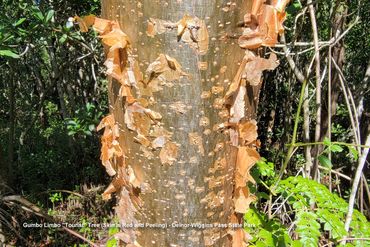 SW Florida Flora Photos - Gumbo Limbo "Tourist" Tree (Skin Is Red and Peeling) - Delnor-Wiggins Park