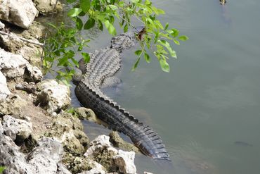 Southwest Florida Alligator Photos