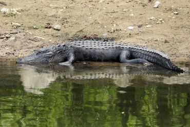 Southwest Florida Alligator Photos
