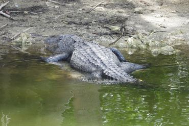 Southwest Florida Alligator Photos