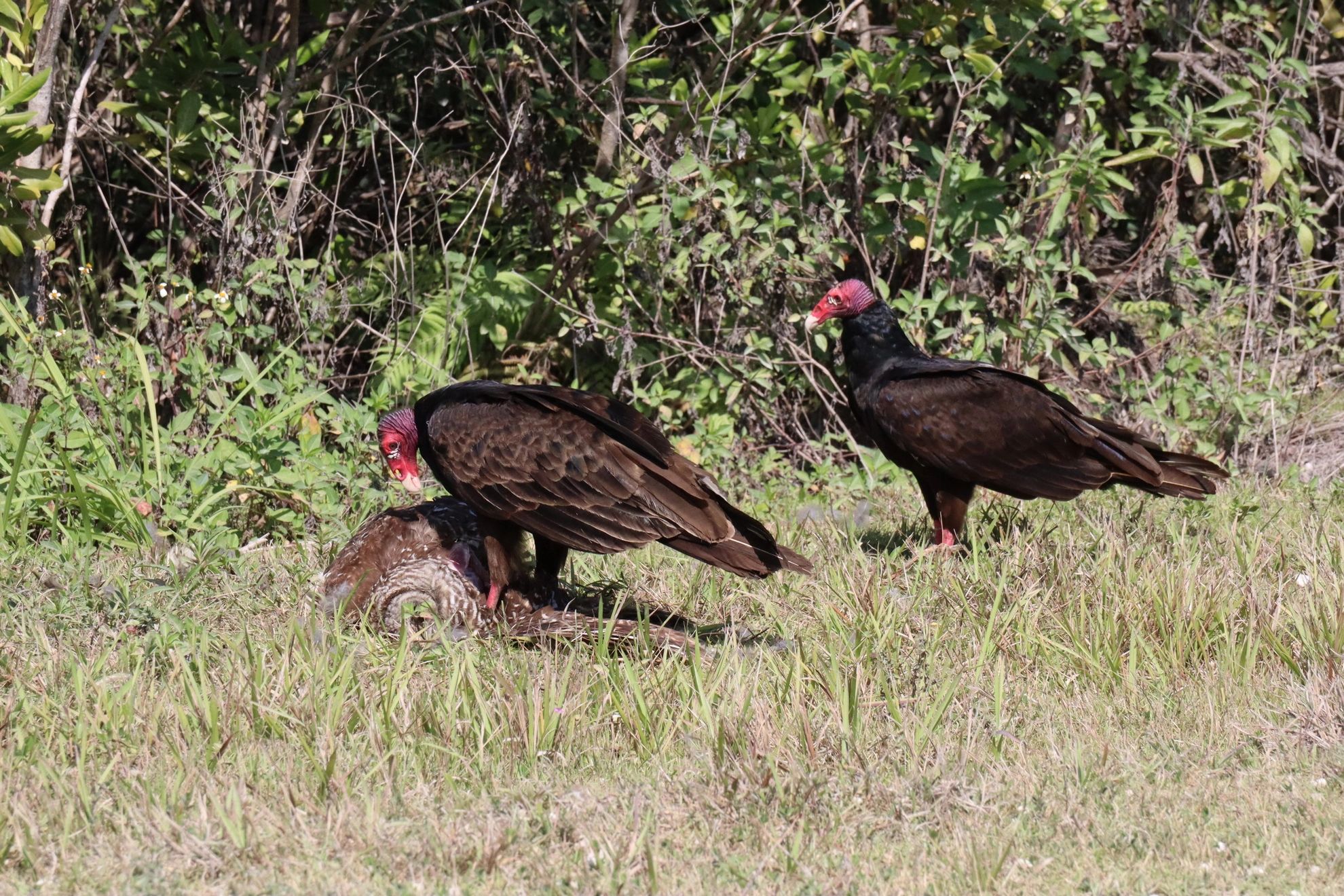 Southwest Florida Wildlife Photos - Turkey Vultures Eating a Barred Owl, Turner River Road