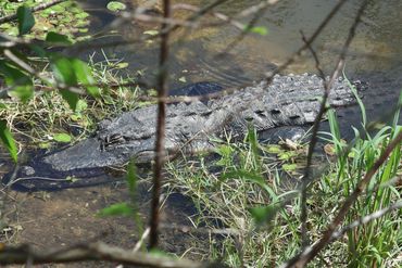 Alligator Photos Southwest Florida