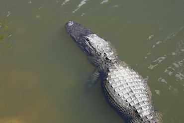 Alligator Photos Southwest Florida