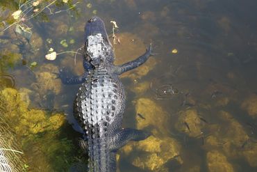 Alligators of Southwest Florida Photos - Big Cypress National Preserve, Ochopee, Florida