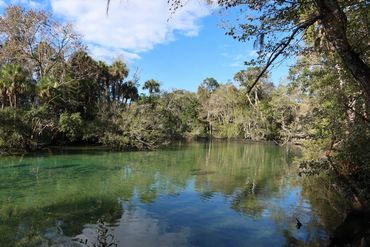 Southwest Florida Wildlife Photos - Manatees, Homosassa River