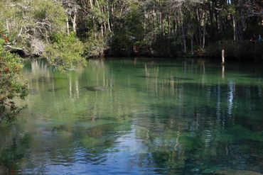 Southwest Florida Wildlife Photos - Manatees, Homosassa River