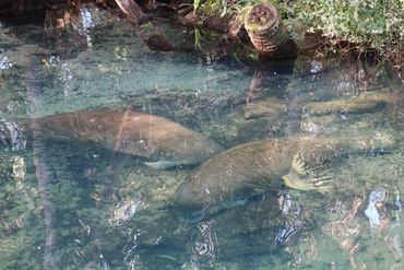 Southwest Florida Wildlife Photos - Manatees - Homosassa River