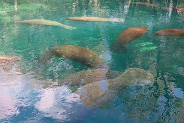 Southwest Florida Wildlife Photos - Manatees