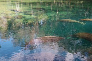 Southwest Florida Wildlife Photos - Manatees