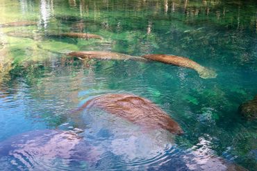 Southwest Florida Wildlife Photos - Manatees - Homosassa River