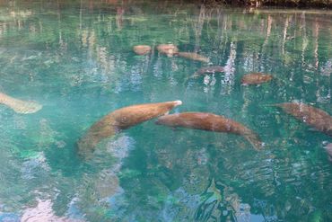 Southwest Florida Wildlife Photos - Manatees