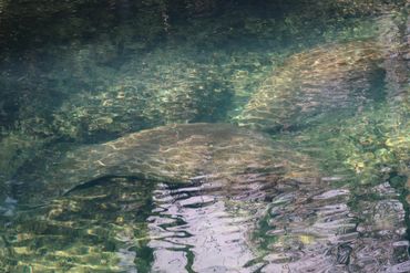 Southwest Florida Wildlife Photos - Manatees - Homosassa River
