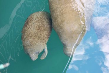 Southwest Florida Wildlife Photos - Manatees - Homosassa River