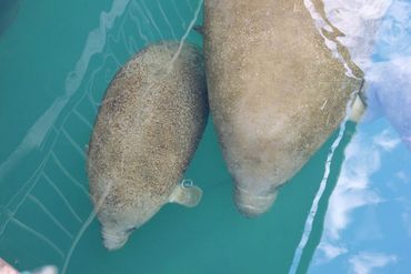 Southwest Florida Wildlife Photos - Manatees - Homosassa River