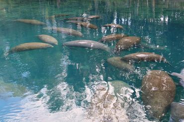 Southwest Florida Wildlife Photos - Manatees - Homosassa River