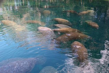 Southwest Florida Wildlife Photos - Manatees, Homosassa River