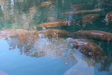 Southwest Florida Wildlife Photos - Manatees - Homosassa River