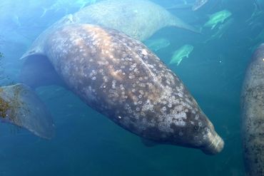 Southwest Florida Wildlife Photos - Manatees - Homosassa River