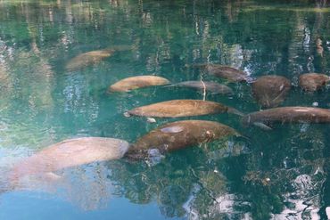 Southwest Florida Wildlife Photos - Manatees - Homosassa River