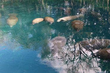 Southwest Florida Wildlife Photos - Manatees, Homosassa River