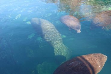 Southwest Florida Wildlife Photos - Manatees - Homosassa River