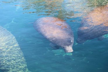 Southwest Florida Wildlife Photos - Manatees, Homosassa River