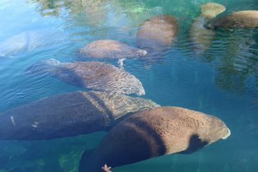 Southwest Florida Wildlife Photos - Manatees - Homosassa River