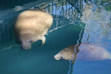 Southwest Florida Wildlife Photos - Manatees, Homosassa River