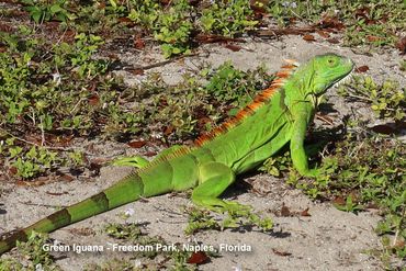 Southwest Florida Wildlife Photos - Green Iguana, Freedom Park, Naples, Florida