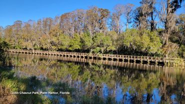 Southwest Florida Landscape Photos - John Chesnut Park, Palm Harbor, Florida