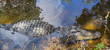 Alligator Photos Southwest Florida