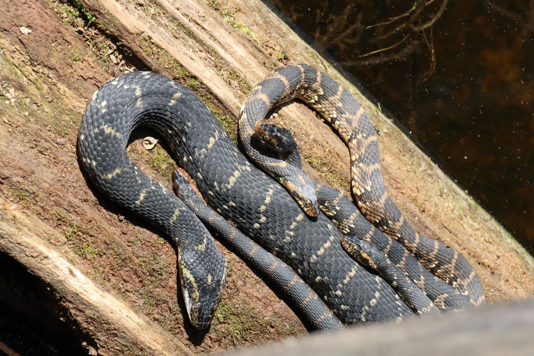 Southwest Florida Wildlife Photos - Five Florida Banded Water Snakes Sunning, Big Cypress Preserve