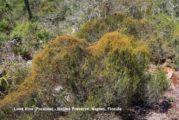 Flora of Southwest Florida Photos - Love Vine (Parasitic), Naples Preserve, Naples, Florida