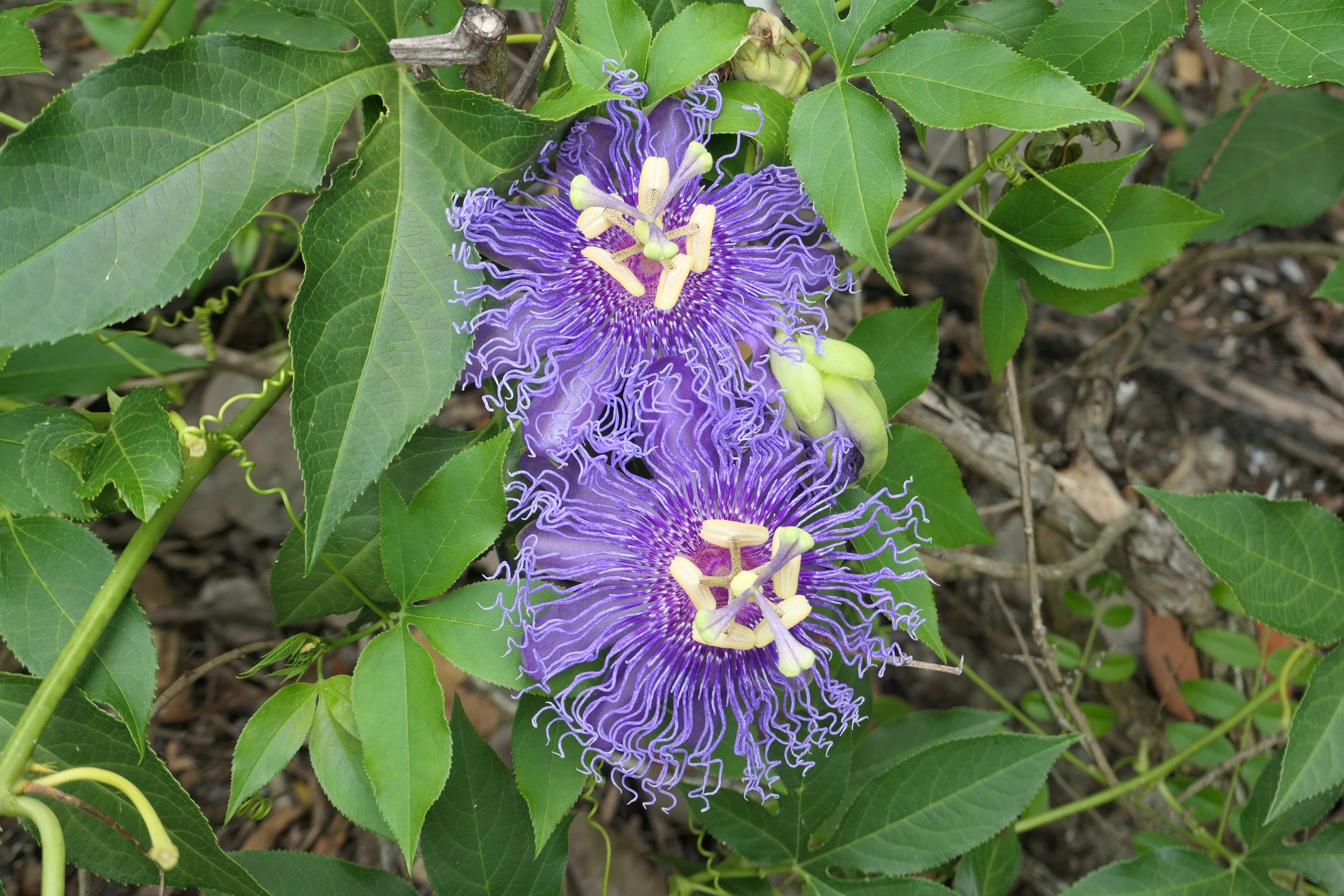 Passion Flower, Apricot Vine, Maypops at Lovers Key State Park - Photo
