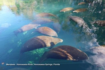 Wildlife of Southwest Florida Photos - Manatees, Homosassa River, Homosassa Springs, FL