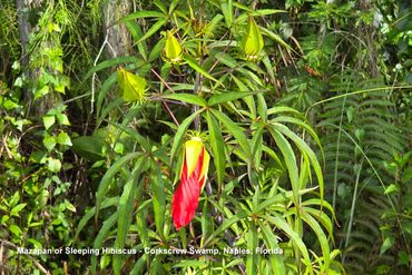 Flora of Southwest Florida Photos - Mazapan or Sleeping Hibiscus
