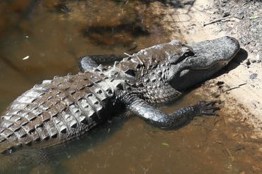 Southwest Florida Alligator Photos - Myakka River State Park