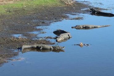 Alligator Photos - Myakka River State Park, Sarasota, Florida