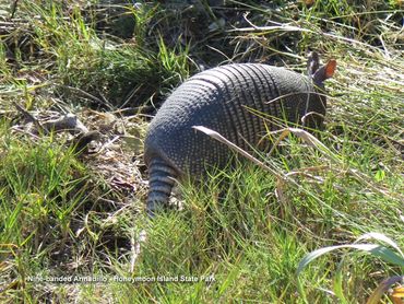 Wildlife of Southwest Florida Photos - Nine-Banded Armadillo, Honeymoon Beach State Park